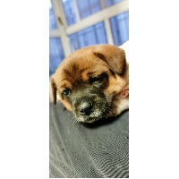 跟皮皮虾一起跳舞